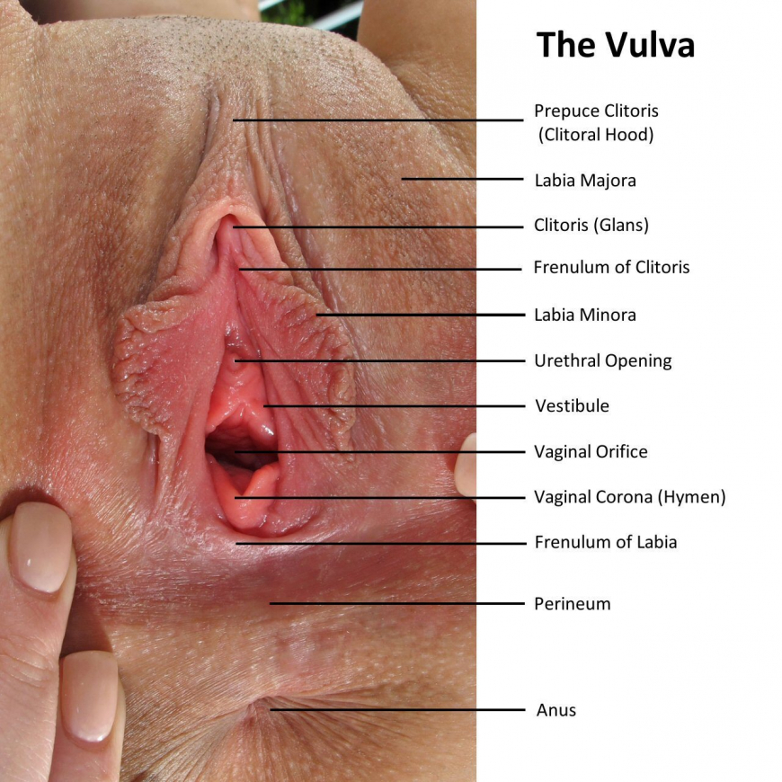 Структура женской вагины