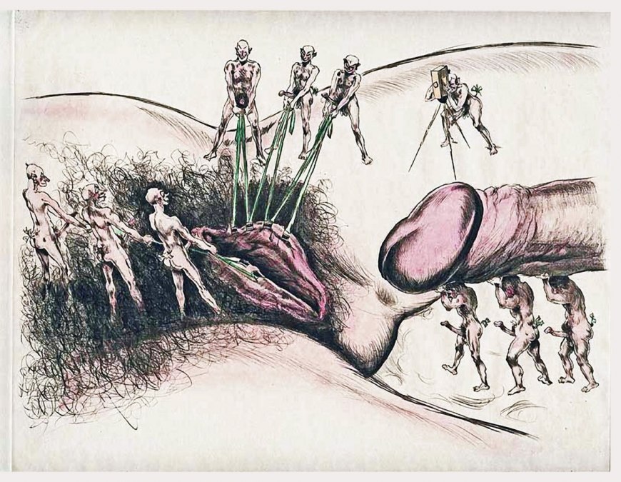 Рисунки половых органов