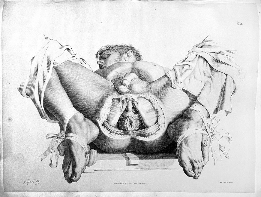 Изображение гениталий в искусстве