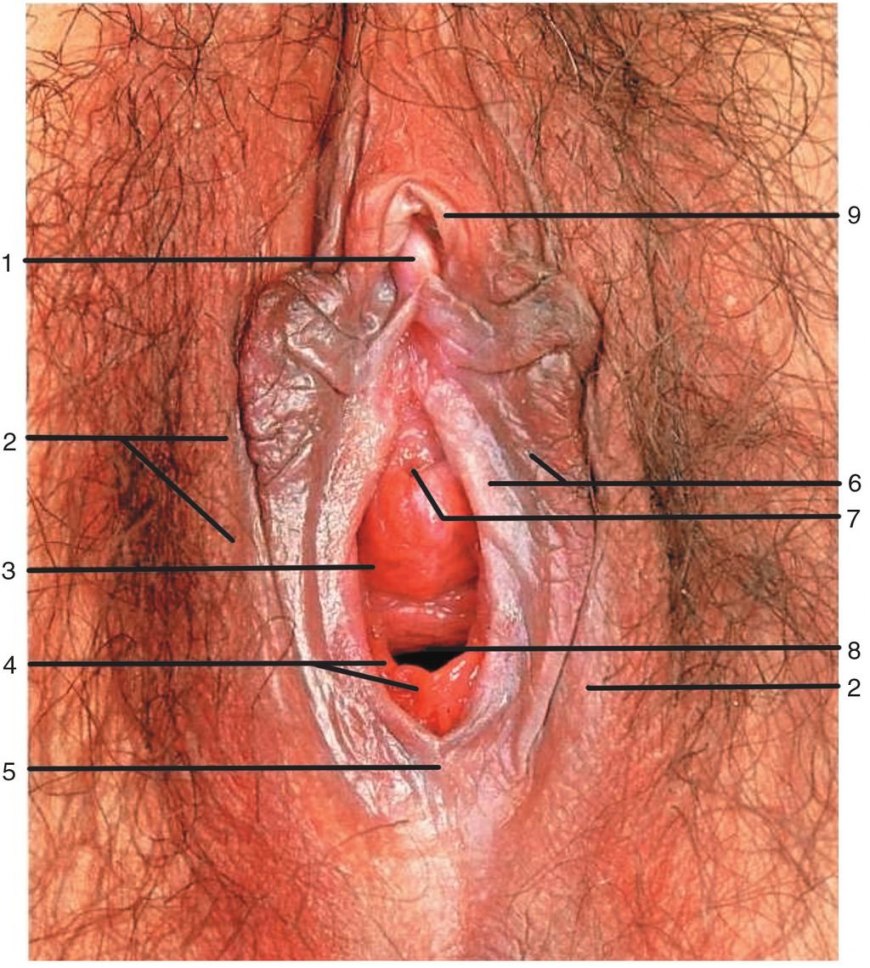 Смотреть онлайн бесплатно женский орган