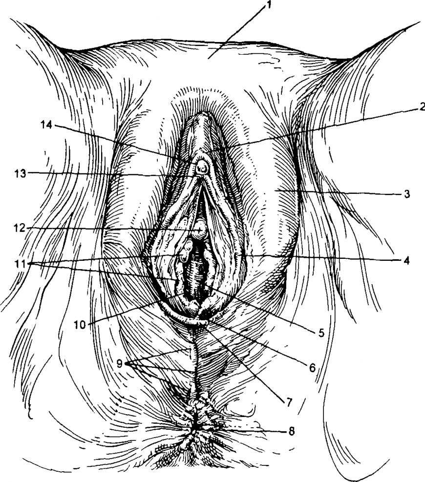 Женские гениталии крупно