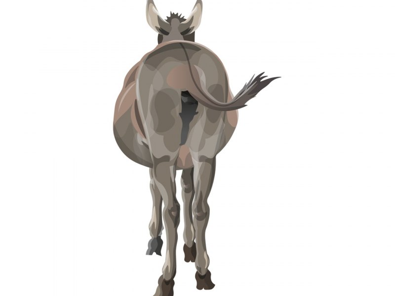 Фаленопсис Пурпл