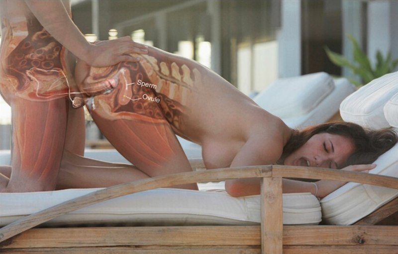 Анатомия полового сношения