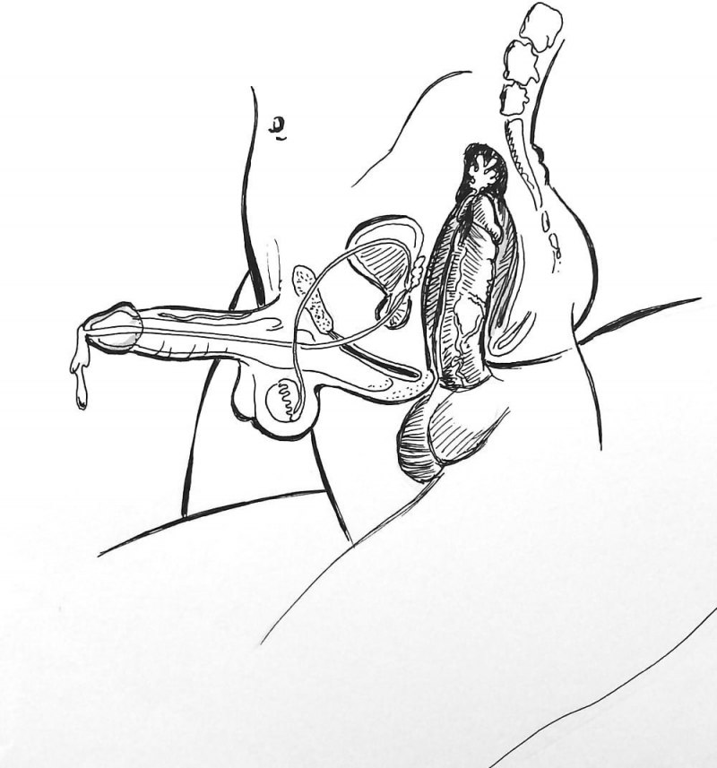 Проникновение члена в вагину